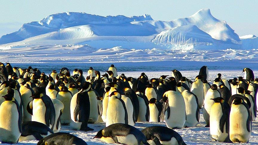 Antartika’da 1,5 milyonluk yeni penguen sürüsü keşfedildi