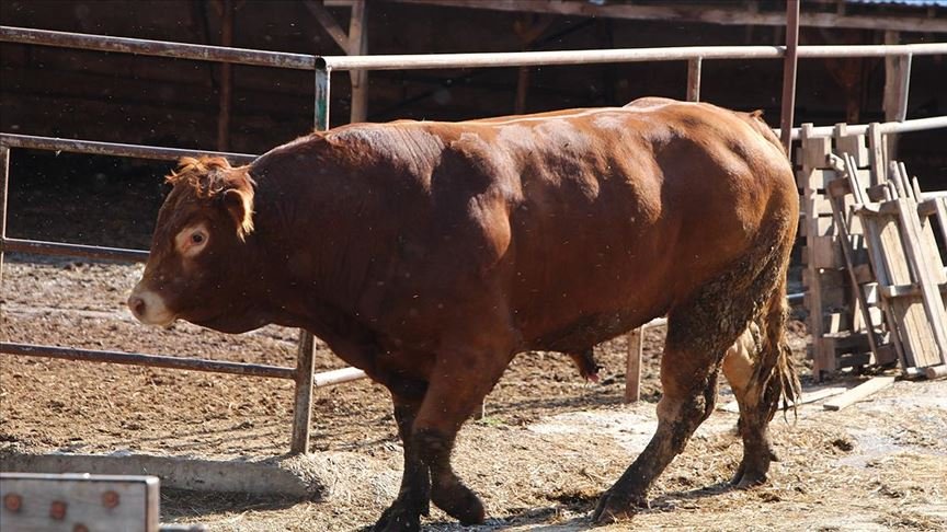 Bilecik’te 1,5 tonluk kurbanlık 30 bin liraya satıldı