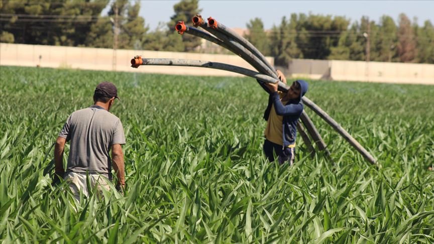 Şanlıurfa’da tarım işçileri bayramda tarlanın yolunu tuttu