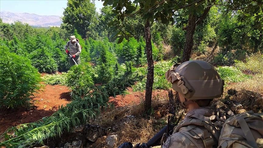 Terör örgütü PKK Doğu ve Güneydoğu’da vatandaşları uyuşturucu üretimine teşvik etmiş