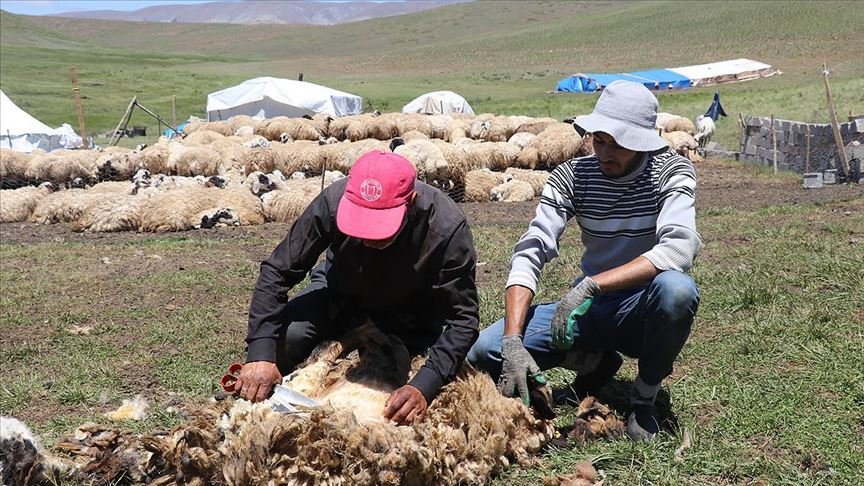 Kurban Bayramı yaklaşıp havalar ısınınca göçerlerin ‘kırkım’ telaşı arttı