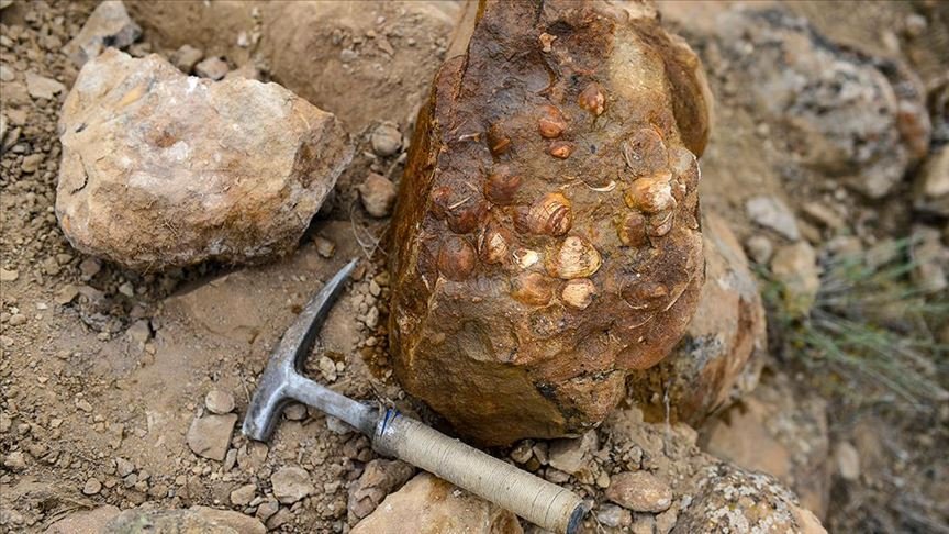 Iğdır’da bulunan bitki ve midye fosilleriyle ilgili bilimsel çalışma başlatıldı
