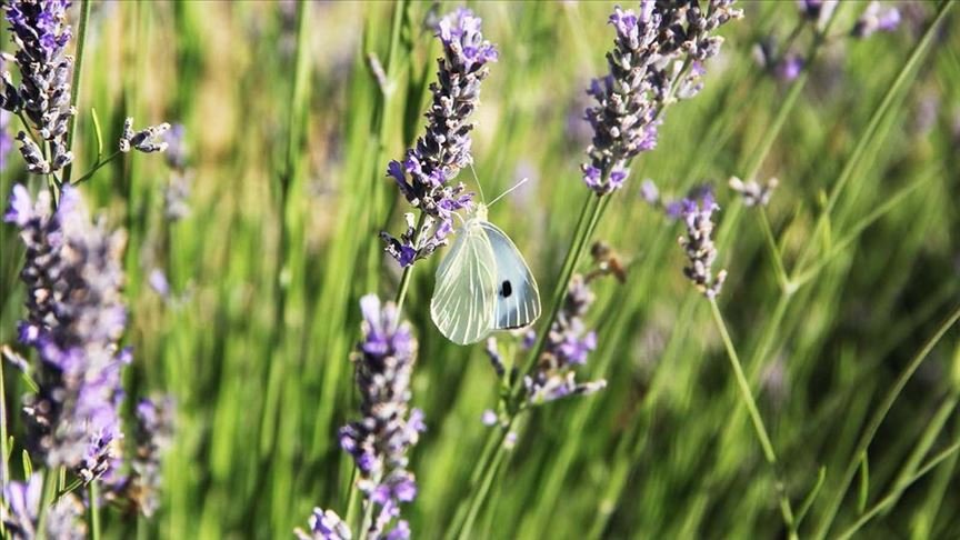 Muğla’daki mor tarlalarda lavanta hasadı yapıldı