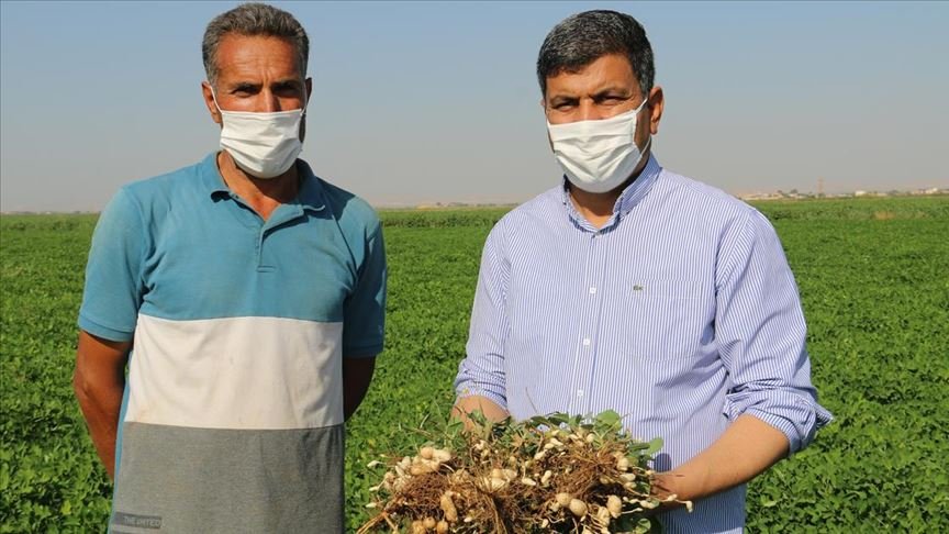 Harran Ovası’nda yer fıstığı üretilmeye başlandı