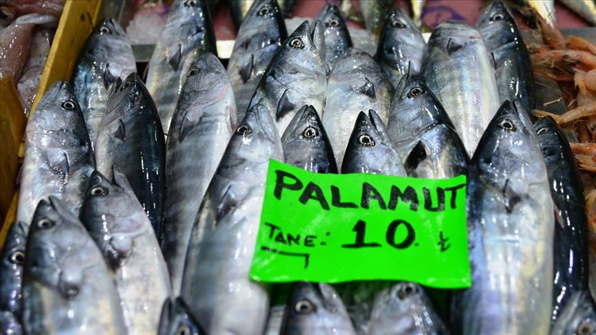 ‘Denizin kırmızı etli balığı’ palamut 10 liradan tezgahlarda