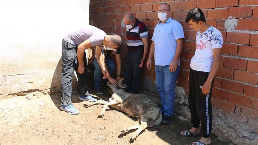Manisa’daki toplu hayvan ölümleri hakkında inceleme başlatıldı