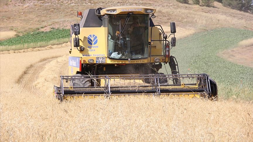 Metruk evde bulunan bir avuç ata tohumu buğdaya sahip çıkıldı