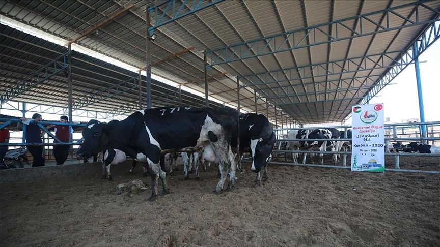 ‘Gazze’ye Hayat Ol’ Platformundan 1750 aileye kurban eti