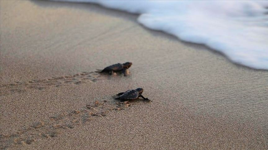 Patara’da caretta caretta yavruları denizle buluştu