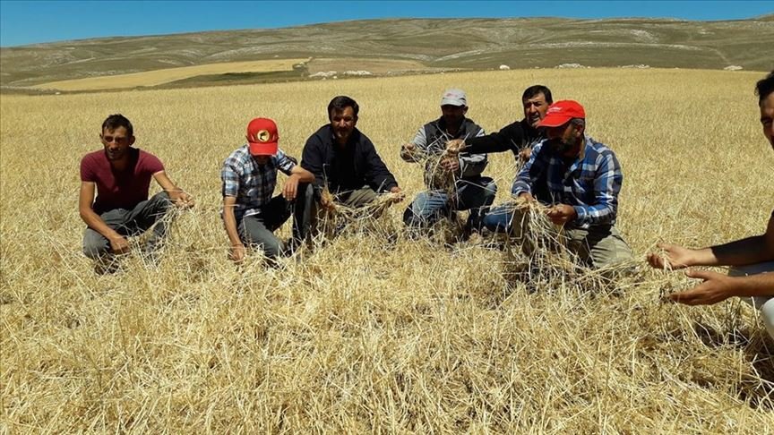 Sivas’ta etkili olan dolu 10 bin dekar tarım arazisine zarar verdi