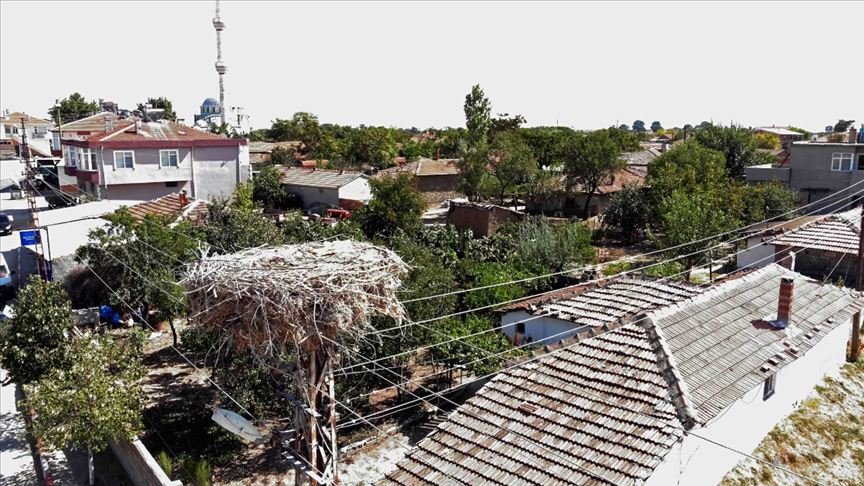 Trakya’da leylek yuvalarının bakımı drone yardımıyla yapılıyor
