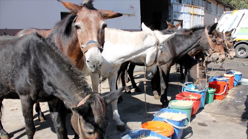 ‘Merdiven kentin’ çöpçü katırları emekli oldu