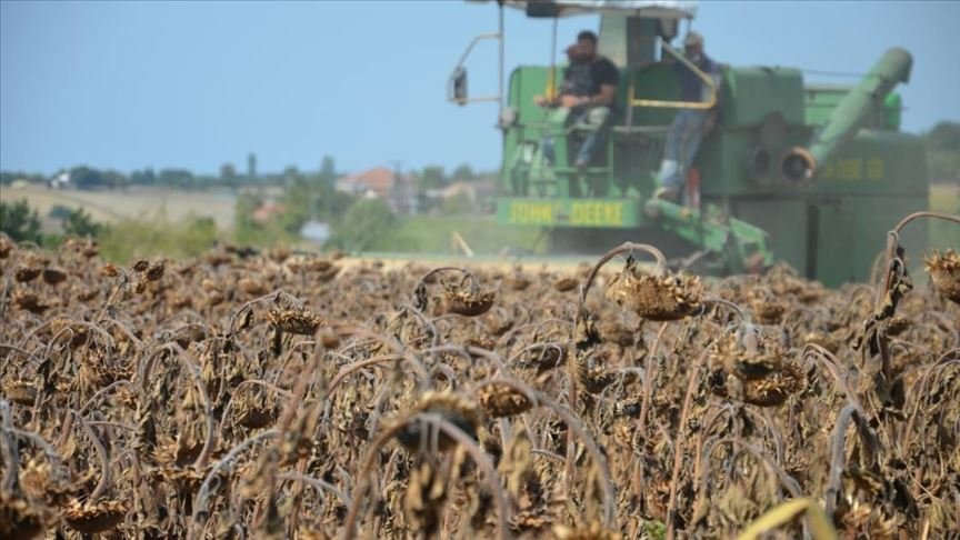 Bafra Ovası’nda ayçiçeği hasadı başladı
