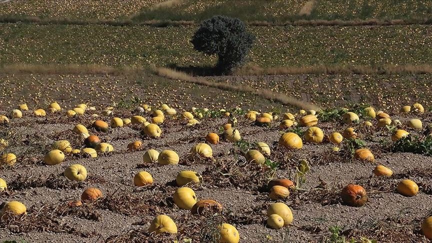 Çerezlik kabak tarlaları ‘sarı gelinliği’ni giydi