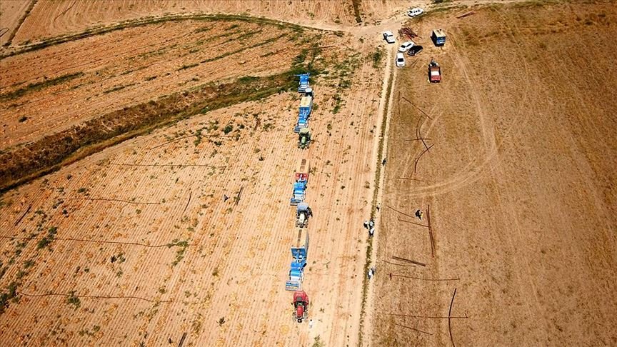 Bitlis’te kuru fasulye hasadından 370 milyon lira gelir beklentisi