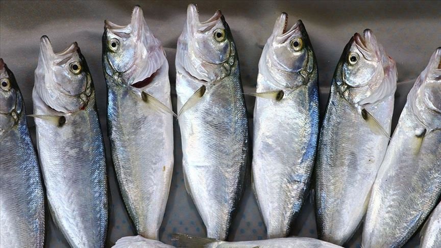 ‘Çinekop’ tezgahlarda yerini almaya başladı