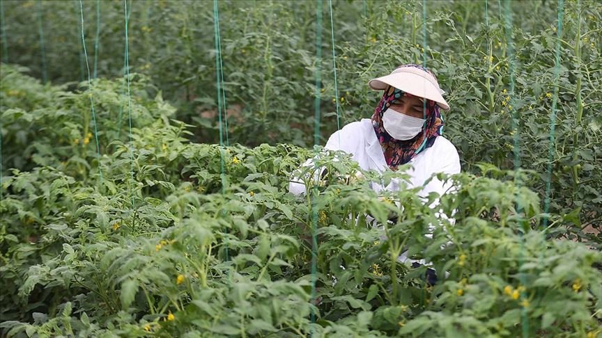 Türkiye’nin yerli ve milli sebze tohumları kadınlara emanet