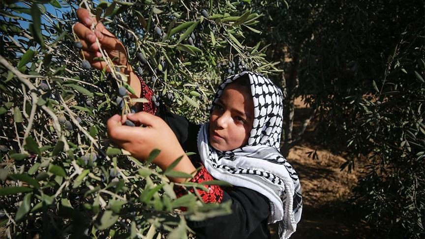 İsrail askerlerinden Filistinlilerin zeytin toplamasına engel