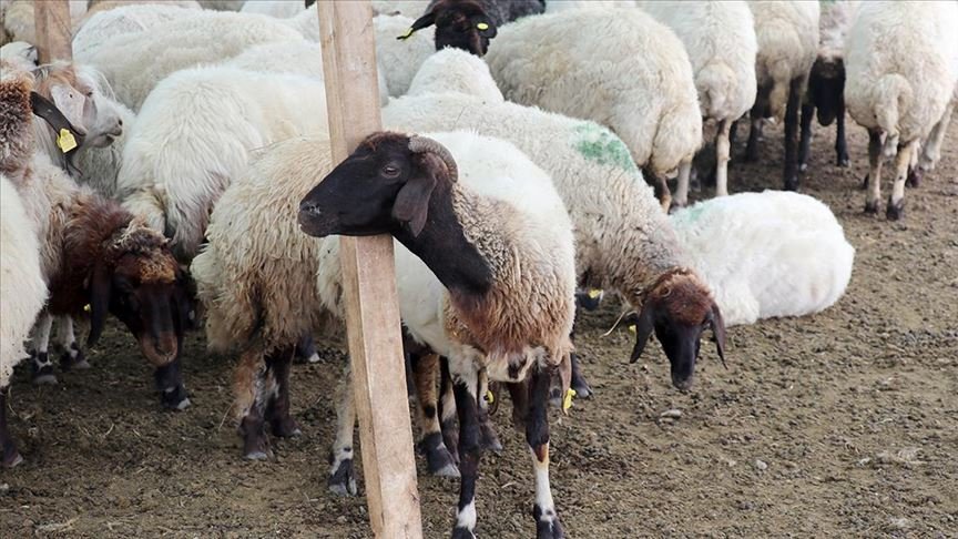 Van’da hayvancılık 100 bin lira faizsiz kredi desteğiyle canlandırılacak