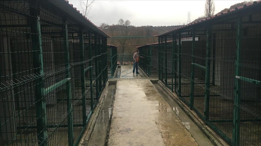 Bartın’daki merkezde sokak hayvanları hem iyileştiriliyor hem sahiplendiriliyor