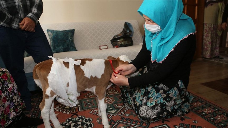 Bakan Pakdemirli’den prematüre buzağı ‘Mülayim’e’ altın hediyesi