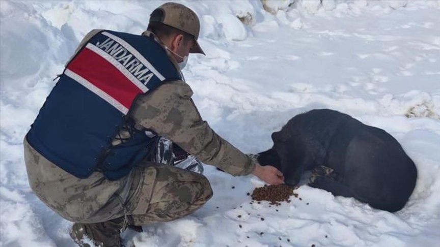 Malatya’da jandarma ekipleri kısıtlamada sokak hayvanlarına 400 kilogram mama bıraktı
