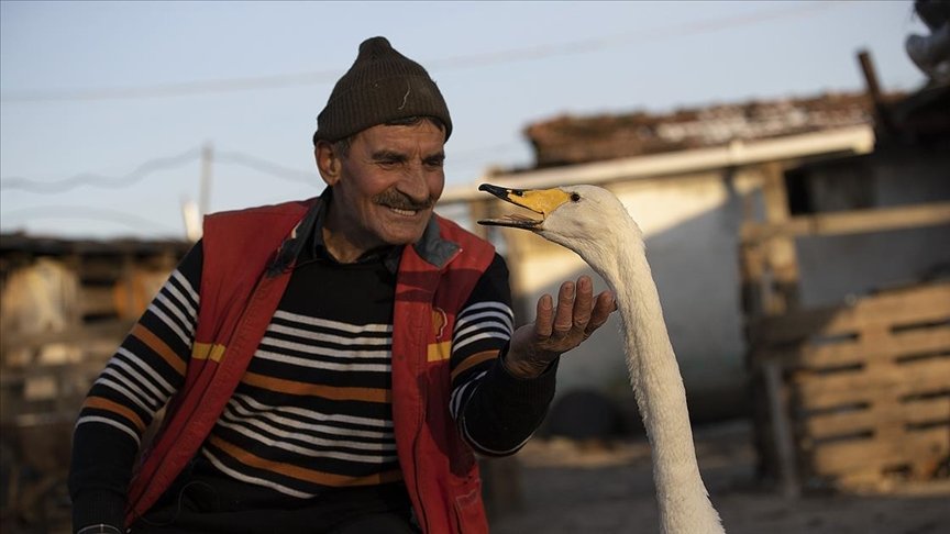 Mektup götürdüğü köyde bulduğu kuğu ile postacının ‘garip’ dostluğu 37 yıldır sürüyor