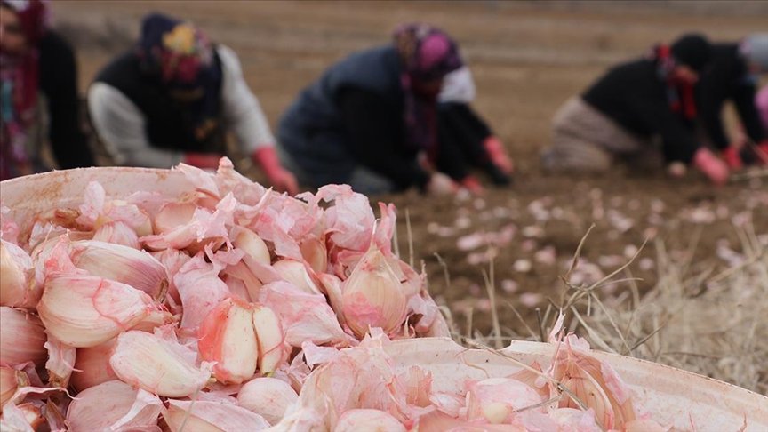 Kastamonu’nun ‘beyaz altın’ında ekim dönemi başladı