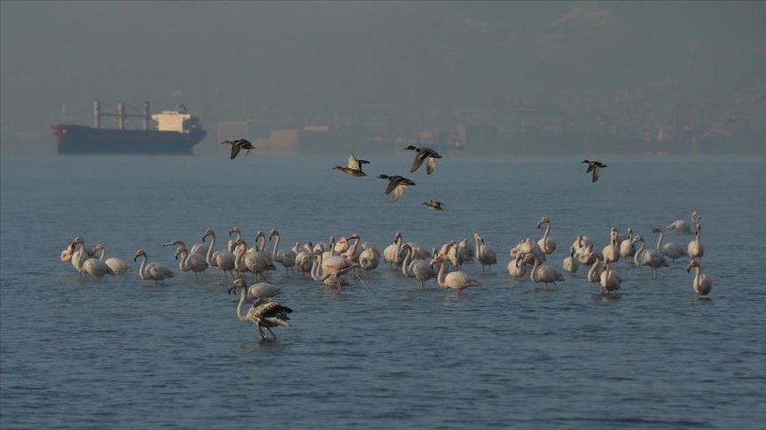 Flamingolar İzmit Körfezi’ni mesken tuttu