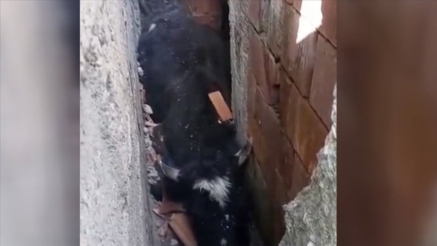Düzce’de köpekten kaçarken iki duvar arasına sıkışan inek kurtarıldı