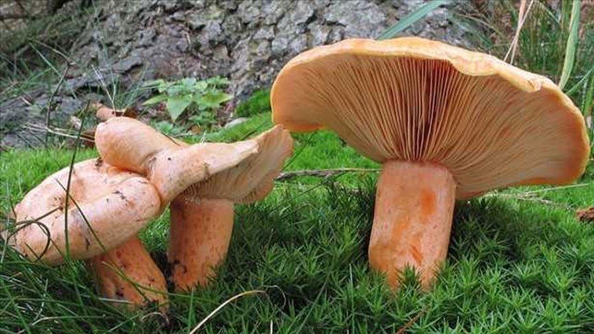 ‘Bolu Kanlıca Mantarı’ coğrafi işaret aldı
