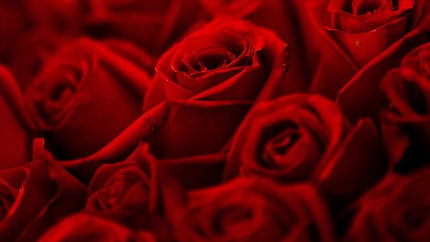 Türkiye’den Sevgililer Günü için 22 ülkeye 70 milyon dal kesme çiçek gönderildi