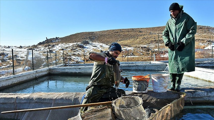 Muş’ta 2 bin 100 rakımlı dağın eteğine kurulan tesiste somon balığı sağımı