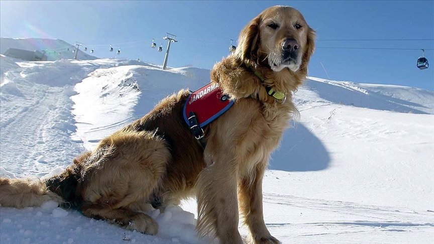 Dedektör köpek ‘Gurbet’ karlı dağlarda hayat kurtarıyor
