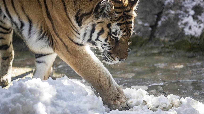 Aslan Park’taki kaplanlar ilk defa karla buluştu