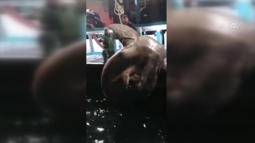 Balıkçıların ağına Akdeniz’de nadir görülen ay balığı takıldı