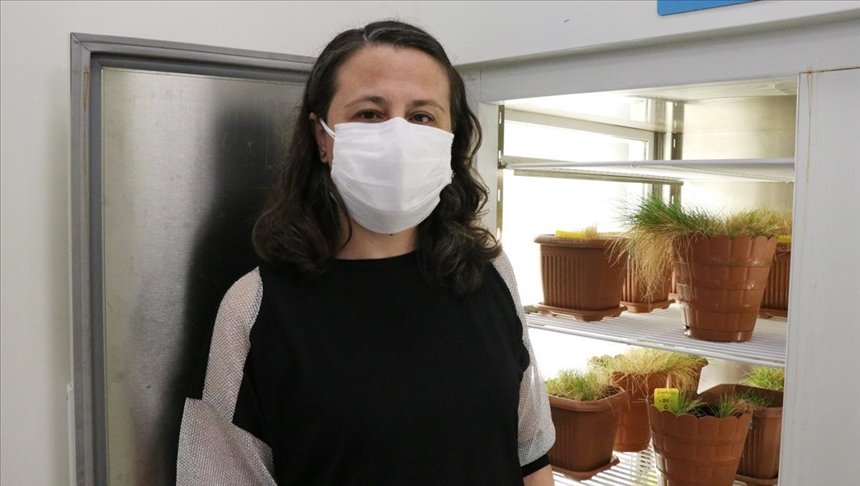 ‘Antarktik saç çimi’nin kuraklığa dayanıklı DNA’ları buğdaya aktarılacak