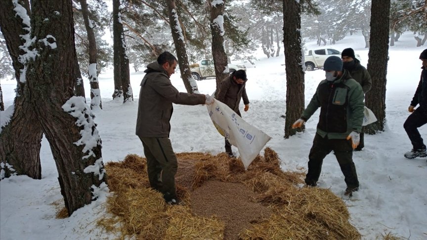 Aladağ Yaylası’nda bir metre karda yaşam mücadelesi veren yabani hayvanlara yem bırakıldı