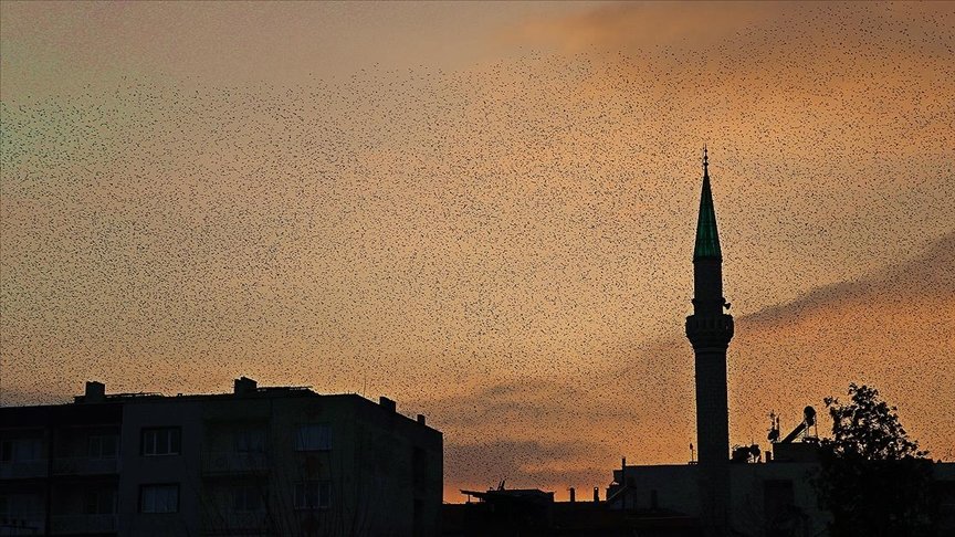Manisa’da sığırcık kuşlarının gökyüzünde dansı ilgi çekti