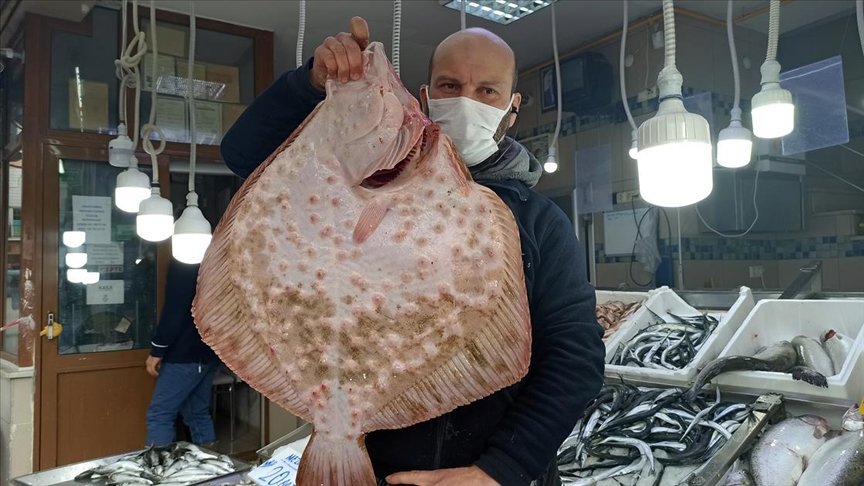 Sinop’ta ağa takılan dev kalkan balığı kilogramı 200 liradan satıldı