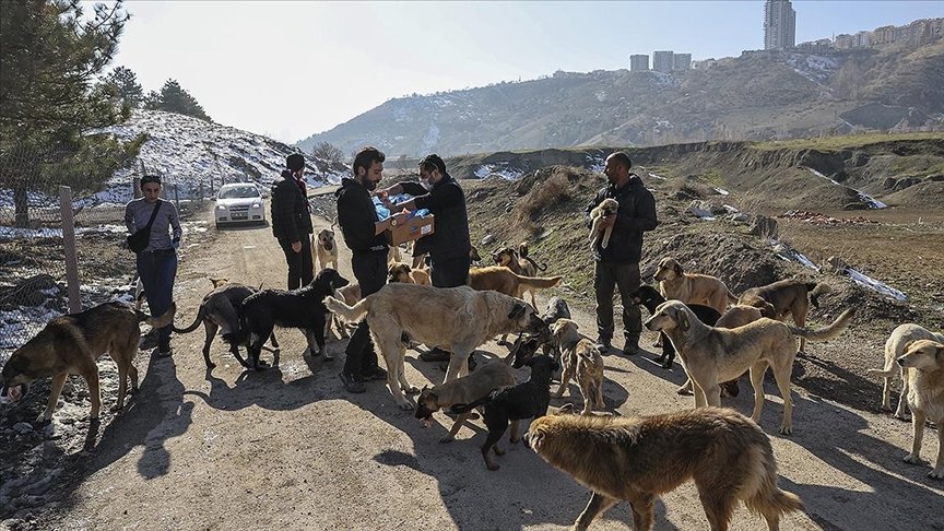 Sosyal medya üzerinden kurulan ağ ile ‘can dostlar’ sahipsiz bırakılmıyor
