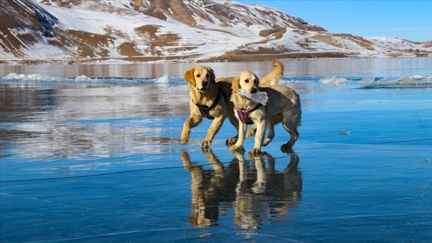 Balık Gölü’nün buzla kaplı yüzeyinde oyun oynayan köpekler izleyenleri gülümsetti