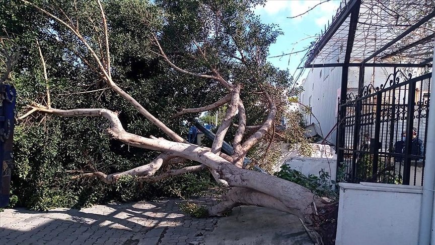 Muğla’da kuvvetli fırtına ağaçları devirdi