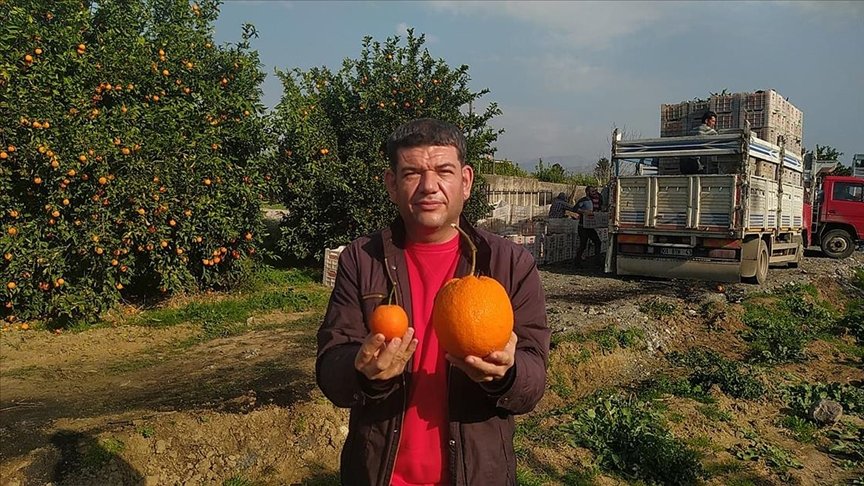 Adana’da 1 kilo 260 gramlık portakal görenleri şaşırttı