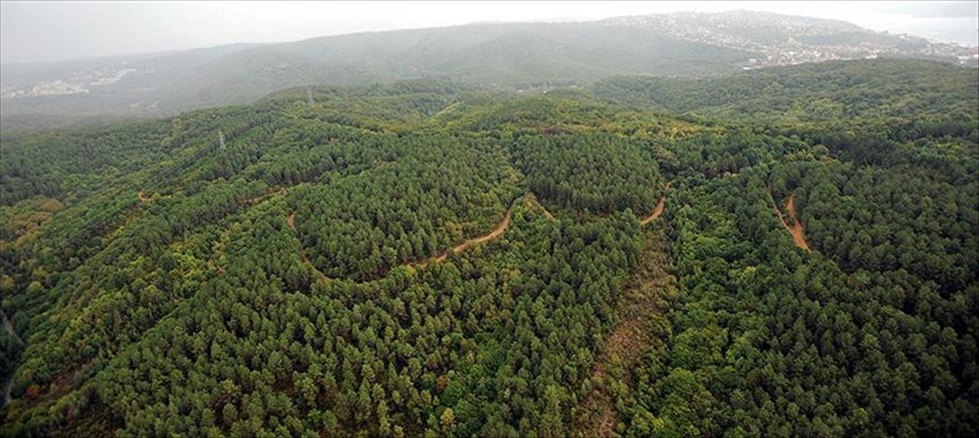 Türkiye’nin orman varlığını artırma ve ağaçlandırmadaki başarısı BM tarafından da tescillendi