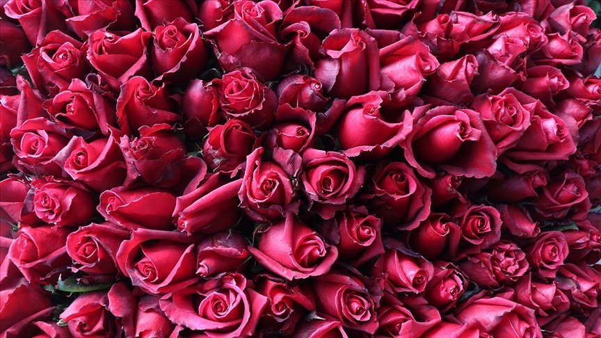 Sevgililer Günü’nün simgesi gülde 5 yıllık ticaret hacmi 17,6 milyon dolar oldu