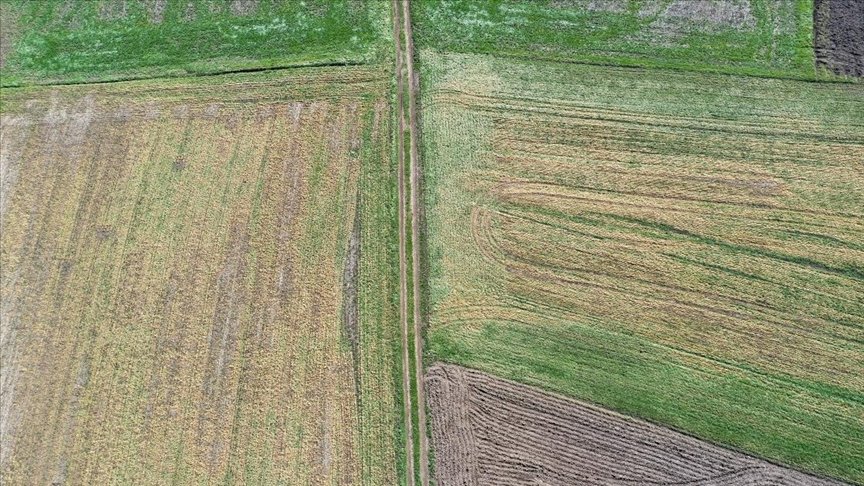 Edirne’de yüksek kesimlerde etkili olan zirai don buğday ve arpada zarara neden oldu