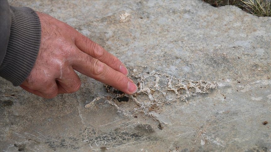 Adıyaman’da ‘Gastropod’ nesline ait hayvan fosili bulundu
