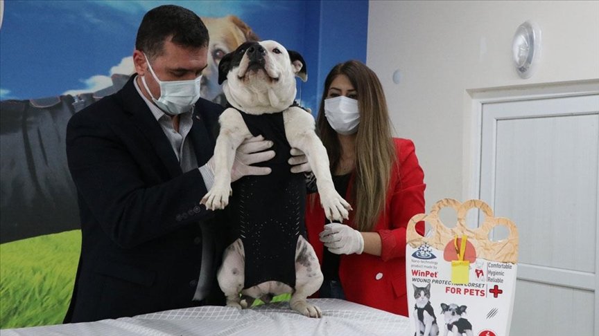 Niğdeli veteriner hekim kedi ve köpekleri ‘Elizabeth yakası’ndan kurtaracak korseyle yurt dışına açıldı