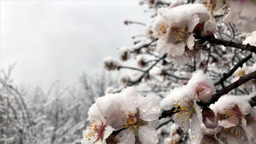 Meteorolojiden 7 il için zirai don uyarısı